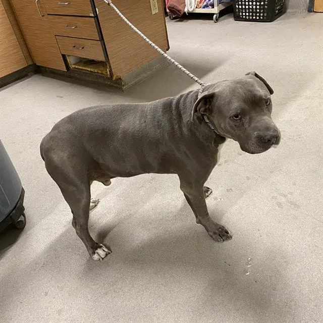 An adult large-sized male Pit Bull Terrier dog named Odin for adoption in Modesto, CA