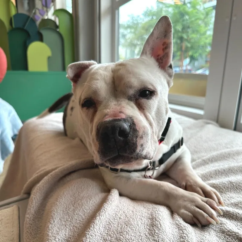 A senior medium-sized female White / Cream Pit Bull Terrier dog named Pom Pom for adoption in San Francisco, CA