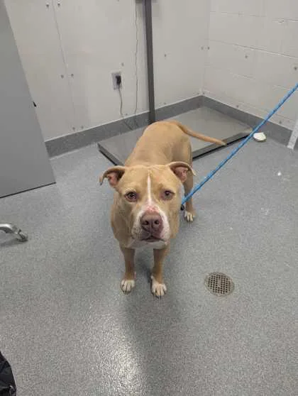 An adult large-sized male Mixed Breed dog named Jupiter for adoption in Sevierville, TN