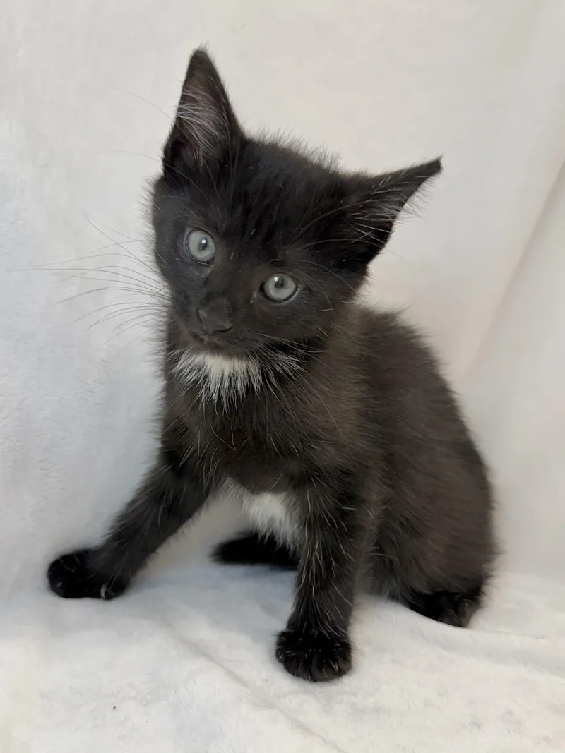 A baby medium-sized female Black Domestic Short Hair cat named Garnet for adoption in Greensboro, NC