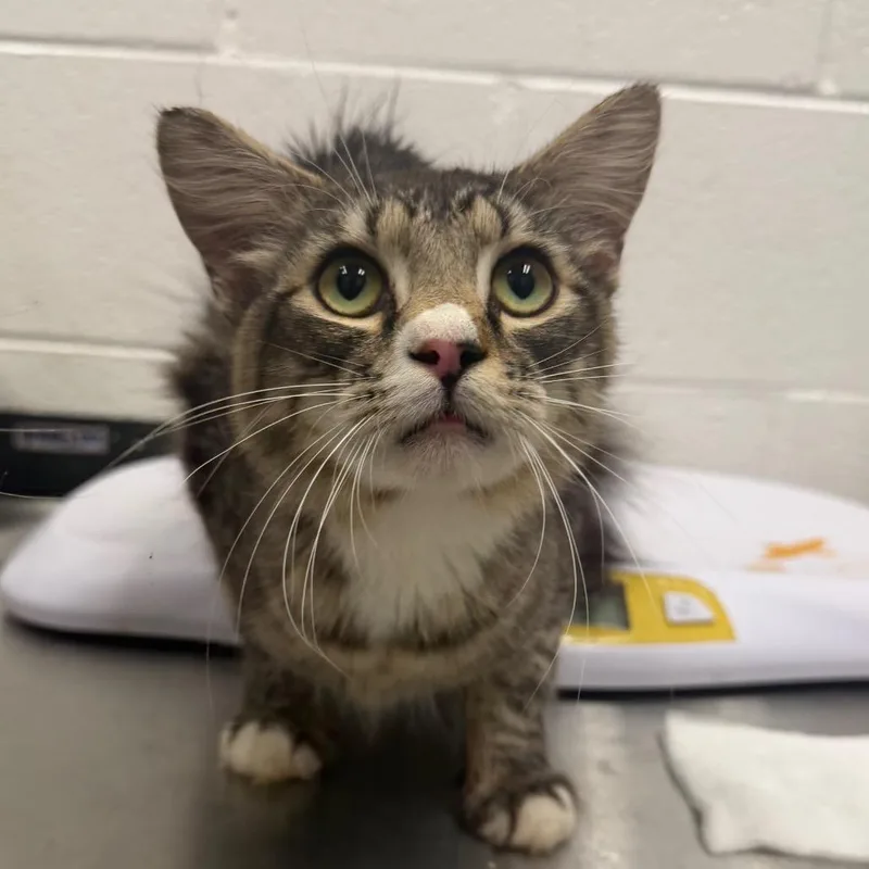An adult medium-sized male Domestic Short Hair cat named Jerry for adoption in Rocky Mount, VA