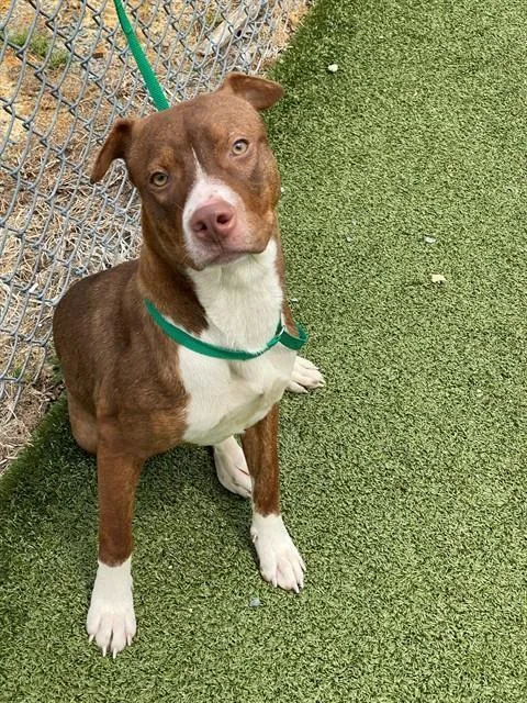 A young small-sized female Pit Bull Terrier dog named Bacardi for adoption in Fayetteville, NC
