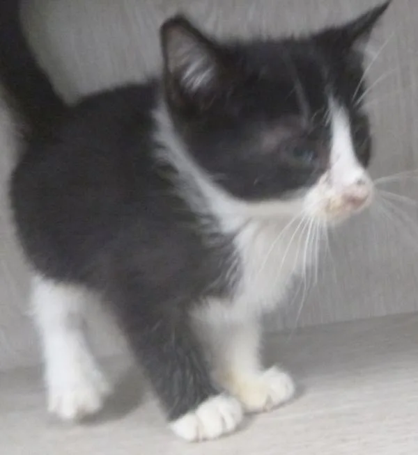 A baby small-sized male Domestic Short Hair cat named Dipsy for adoption in Lafayette, LA