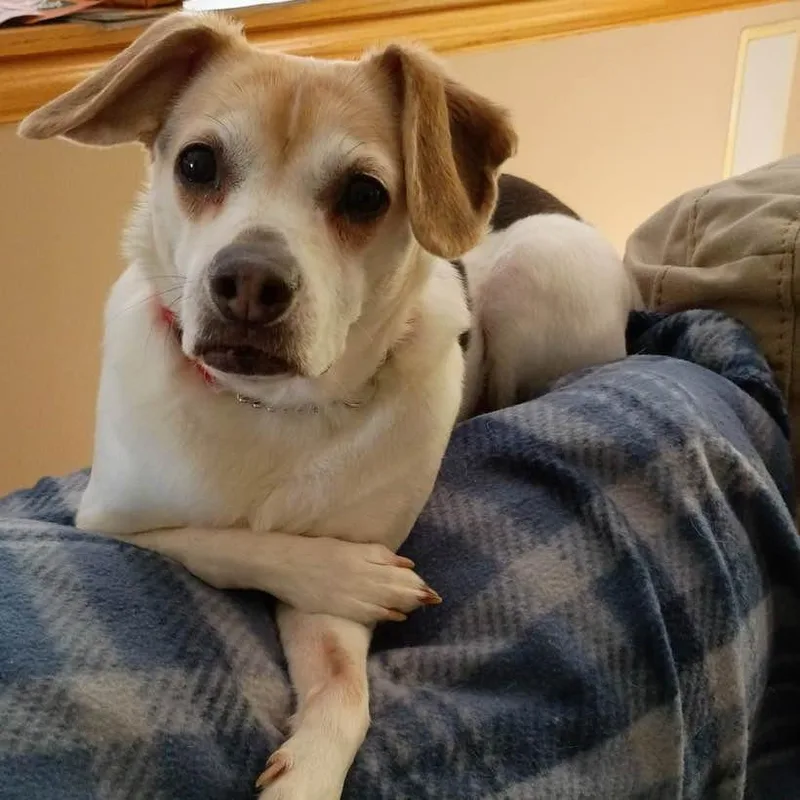 A senior medium-sized female White / Cream Jack Russell Terrier dog named Missy for adoption in Middletown, OH