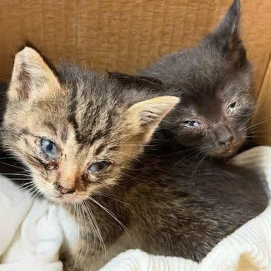 A baby small-sized male Black Domestic Short Hair cat named Fortunate Son for adoption in Austin, TX
