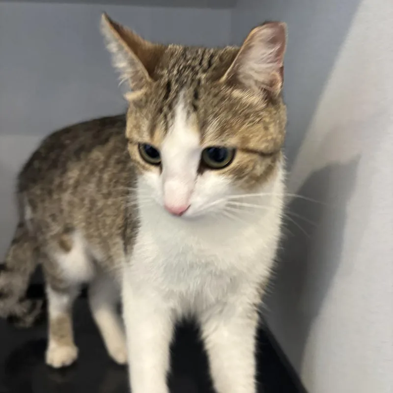 A young medium-sized female Brown / Chocolate Domestic Short Hair cat named Zuzu for adoption in Louisville, KY