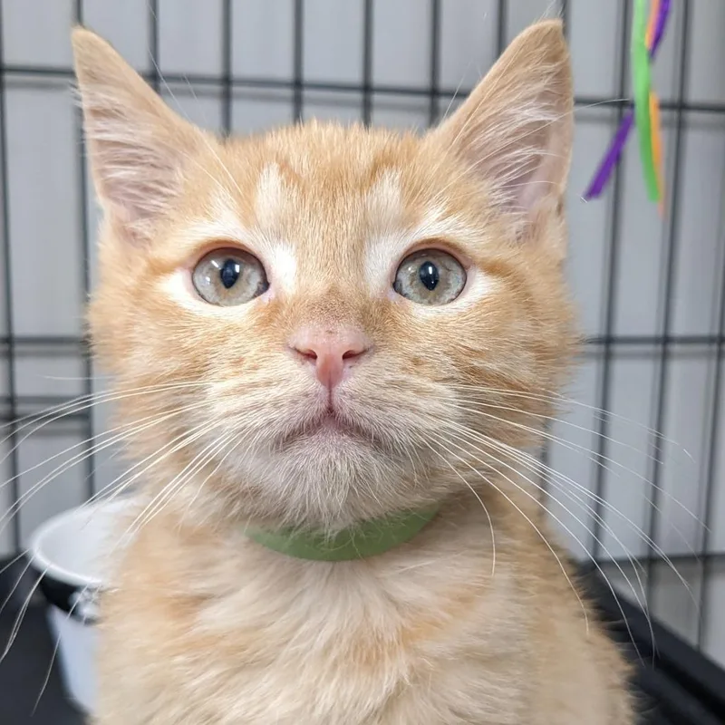 A baby small-sized male Orange / Red Domestic Short Hair cat named Roughrunner LR for adoption in Union, MO