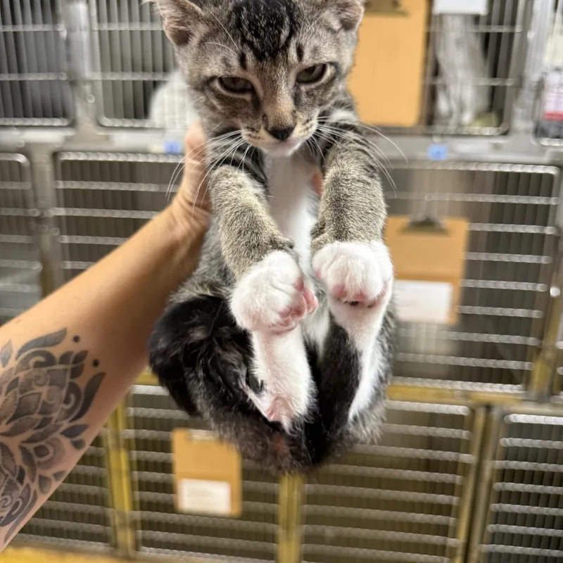 A baby small-sized male Gray / Blue / Silver Domestic Short Hair cat named Nebula for adoption in Wahiawa, HI