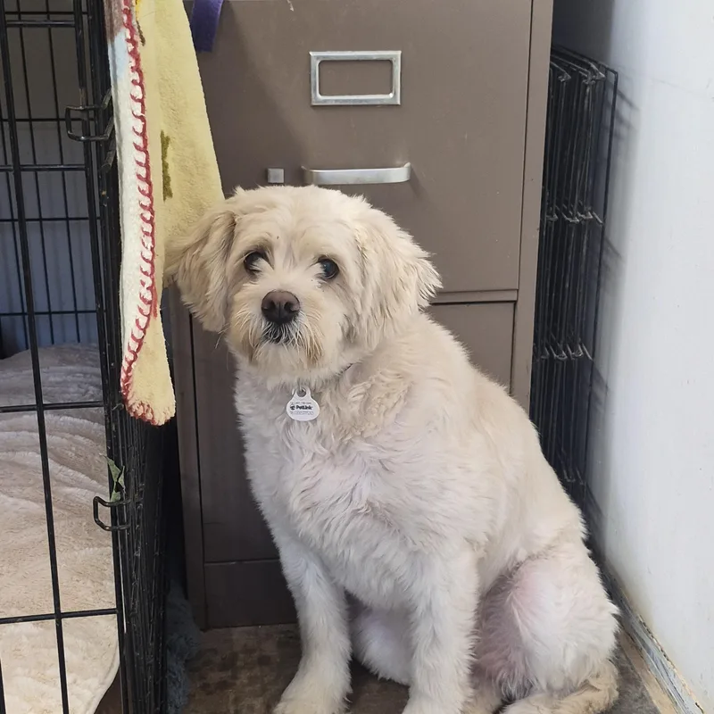 A young small-sized female White / Cream Mixed Breed dog named Daisy for adoption in Tombstone, AZ