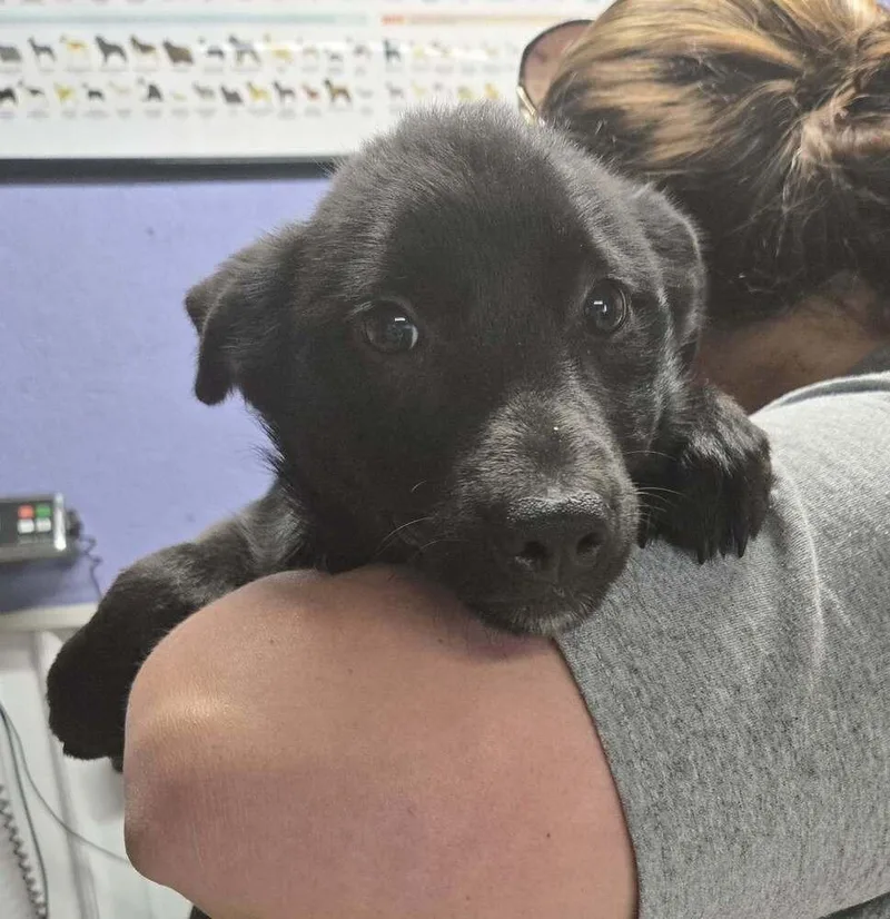 A baby medium-sized male Black Labrador Retriever dog named Bean for adoption in Waverly, OH