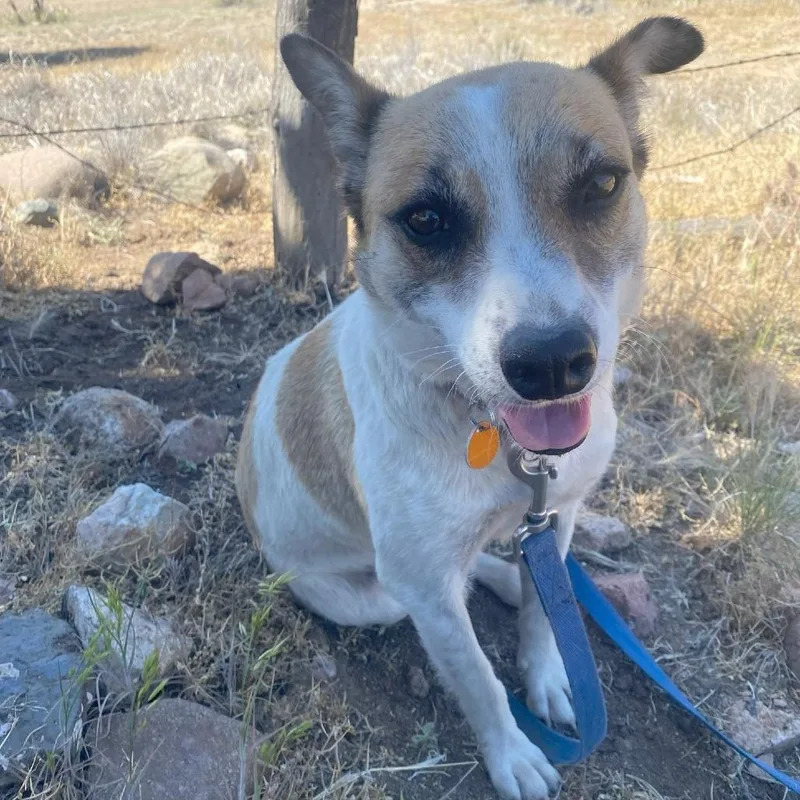 An adult medium-sized female White / Cream Australian Cattle Dog / Blue Heeler dog named Alice for adoption in Prescott, AZ