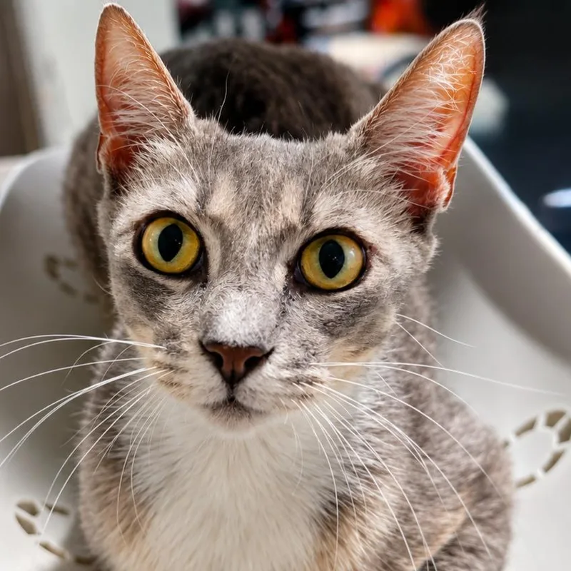 Mama 'Luna'