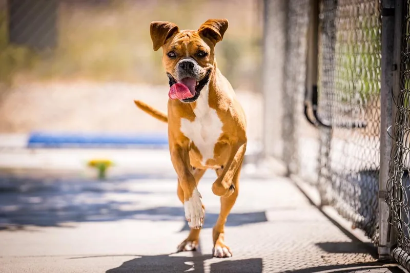An adult medium-sized female Boxer dog named Sunflower for adoption in Twentynine Palms, CA
