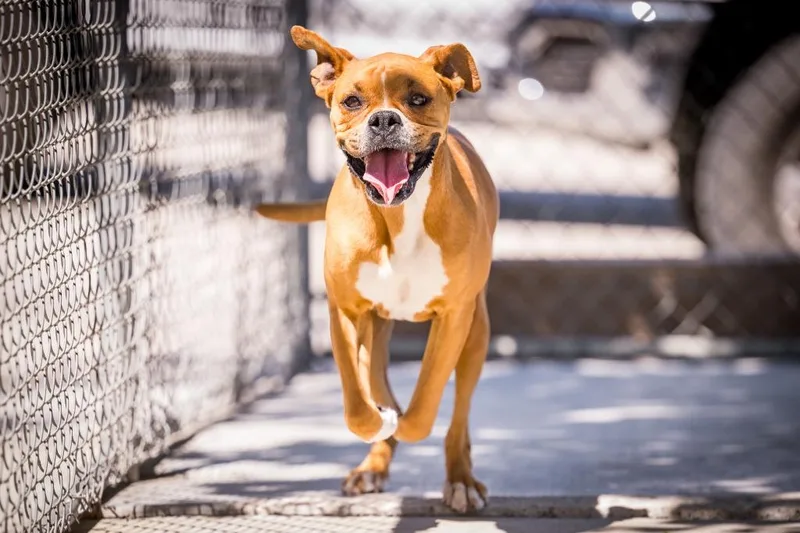 Sunflower thumbnail 2