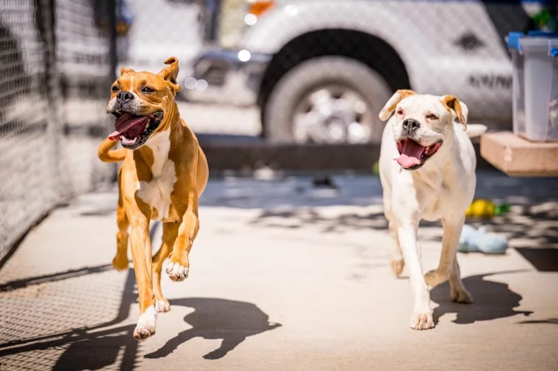 Sunflower thumbnail 3