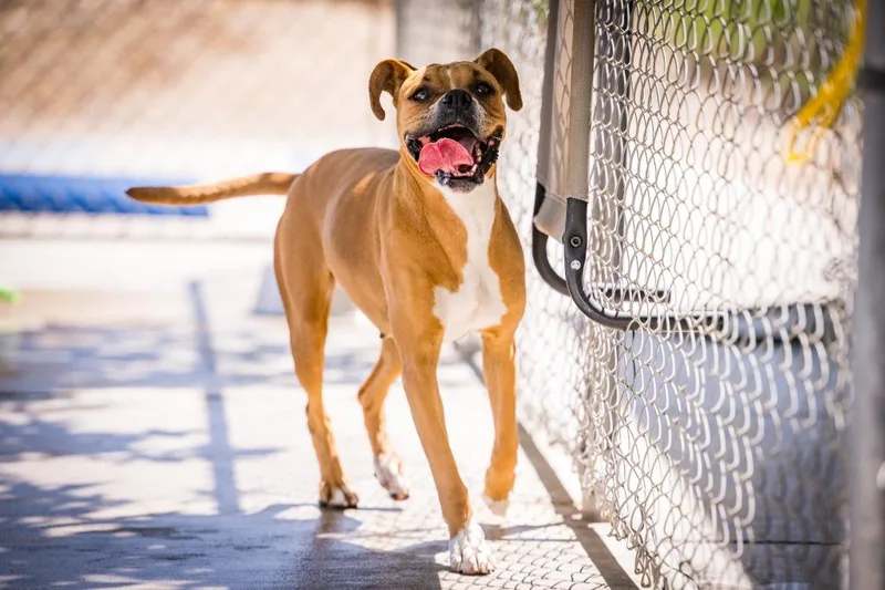 Sunflower thumbnail 5