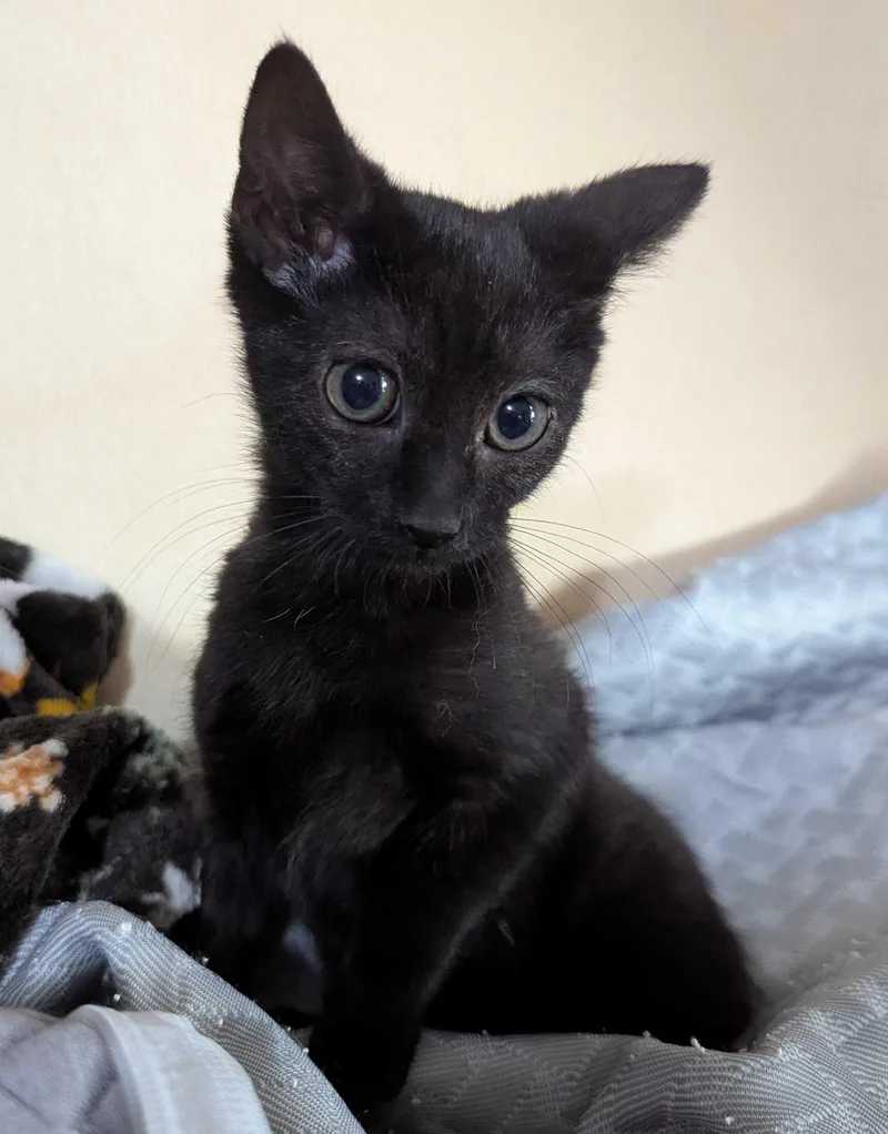 A young small-sized female Black Domestic Short Hair cat named Farandole for adoption in Seven Valleys, PA