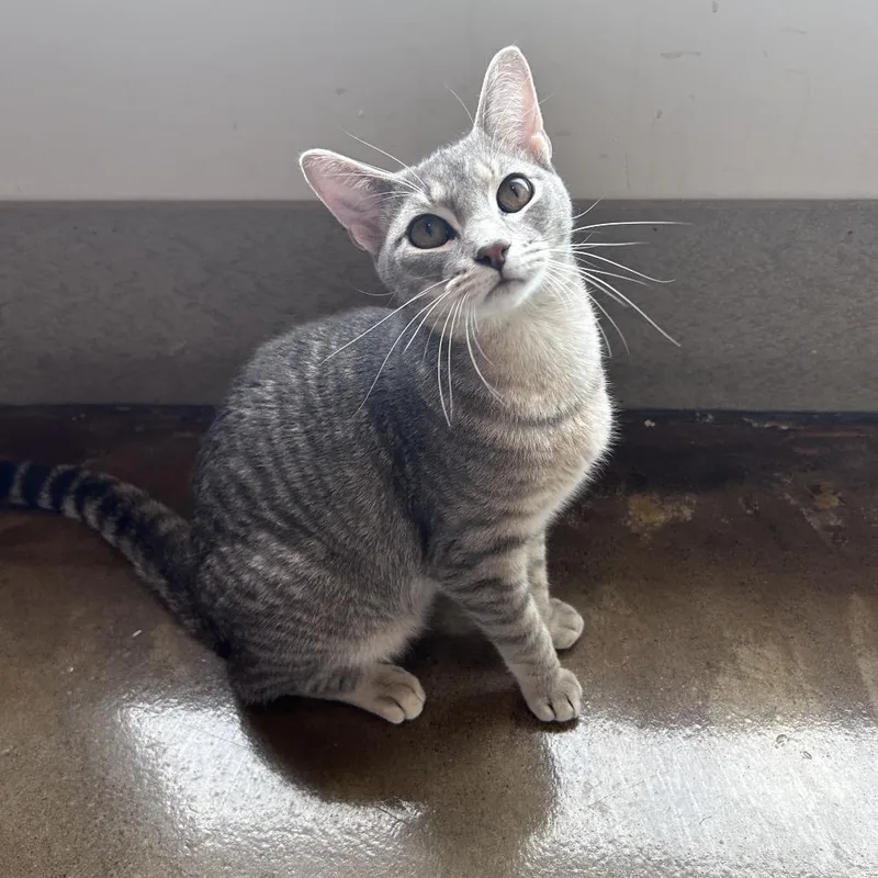 A young medium-sized male Gray / Blue / Silver Domestic Short Hair cat named Smokey Bandit for adoption in Green Bay, WI