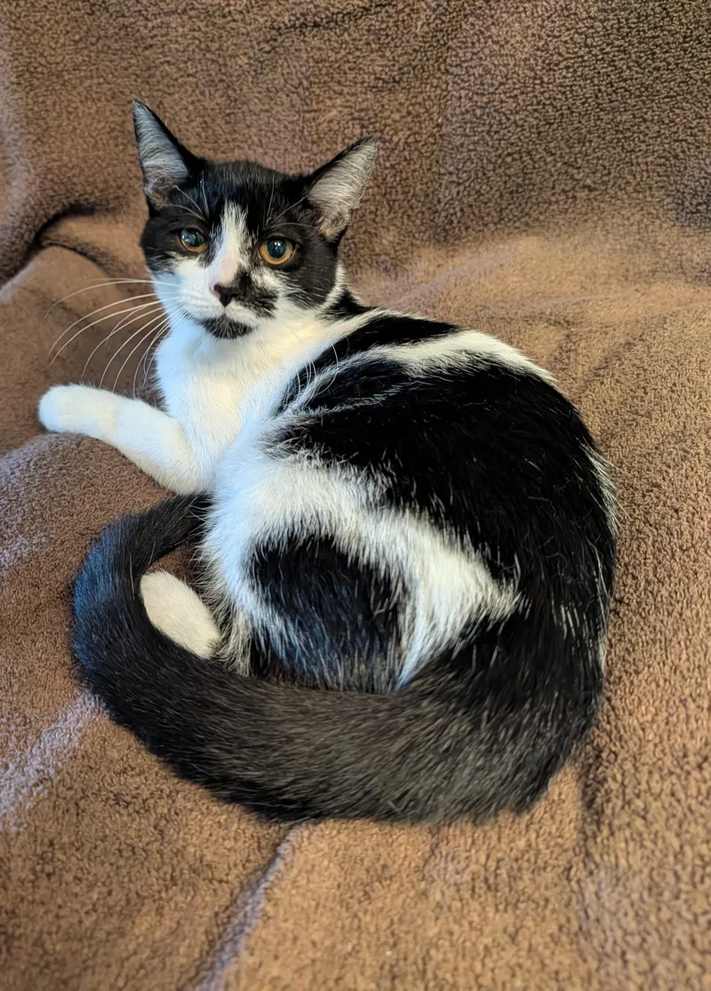 A baby small-sized female Domestic Short Hair cat named Maisie for adoption in Brockport, NY