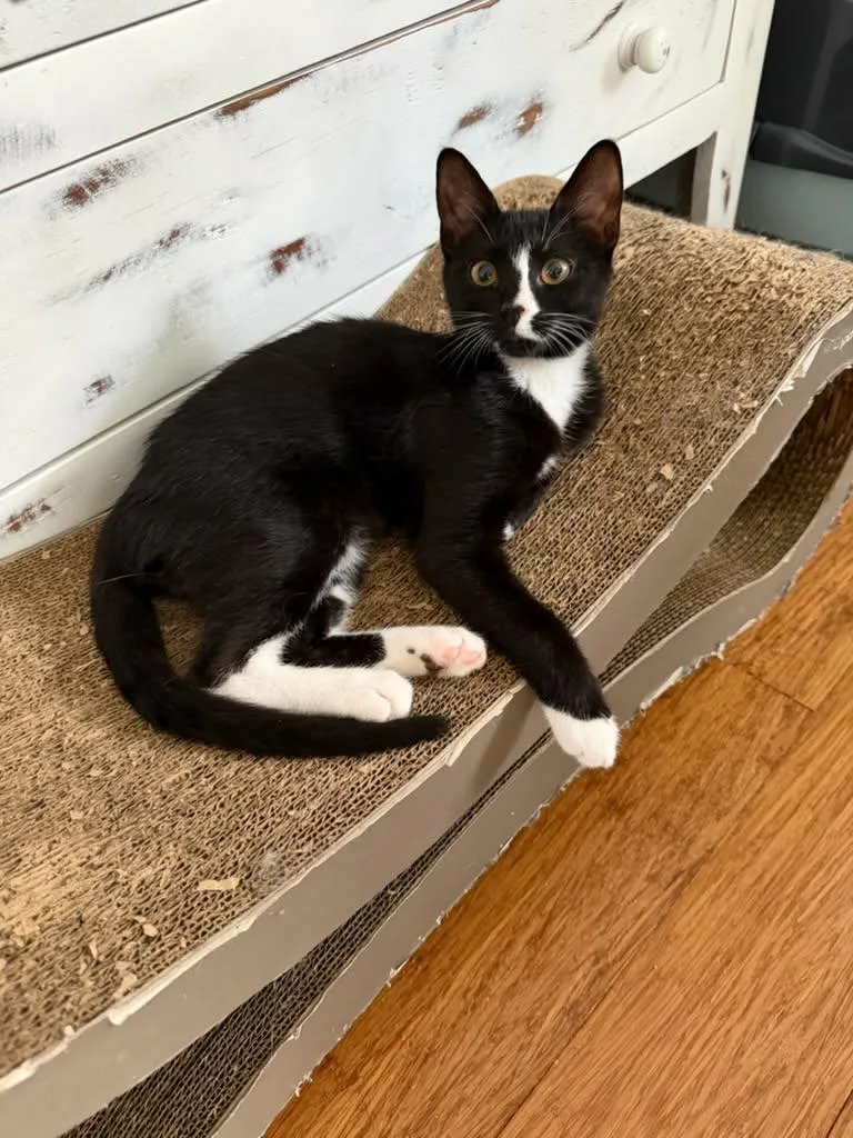 A baby medium-sized male Black & White / Tuxedo Domestic Short Hair cat named Claus for adoption in Gonic, NH