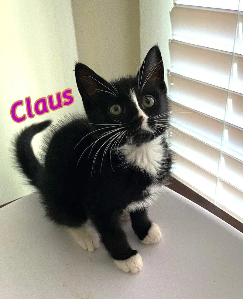 Claus thumbnail 3