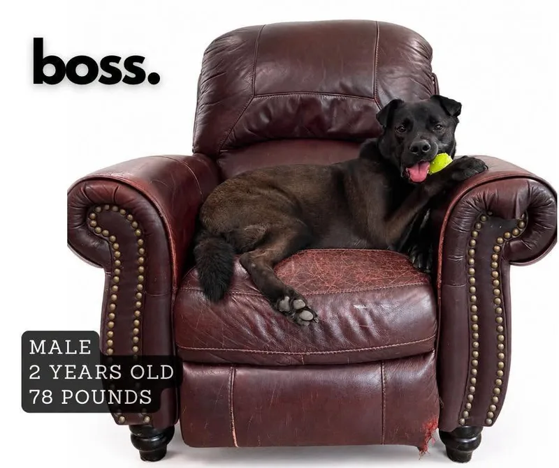 A young large-sized male Mixed Breed dog named Boss for adoption in Ashland, KY
