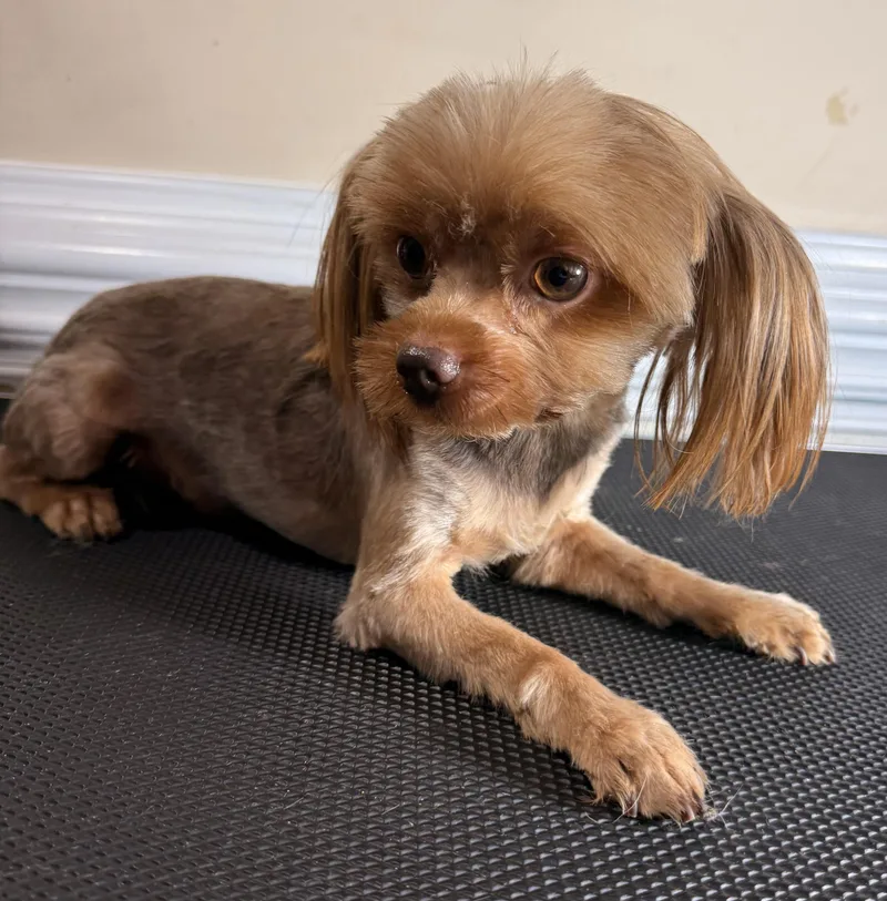 A young small-sized male Brown / Chocolate Yorkshire Terrier dog named Bubba for adoption in Charlotte, NC