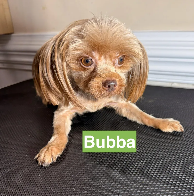 Bubba thumbnail 2