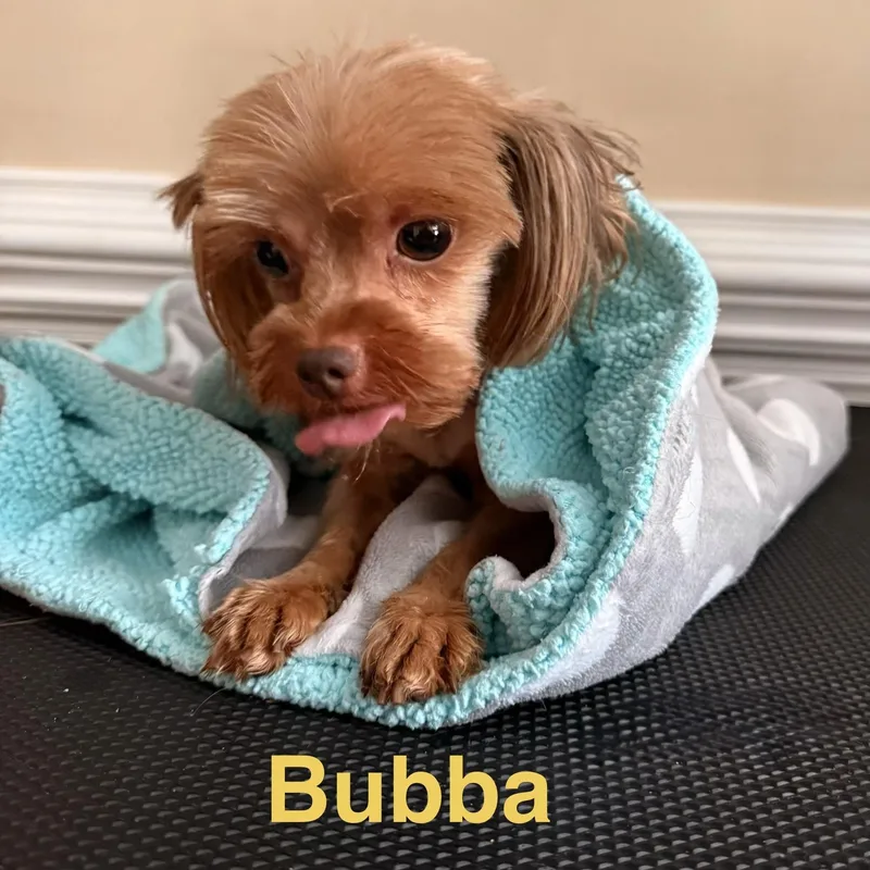 Bubba thumbnail 3