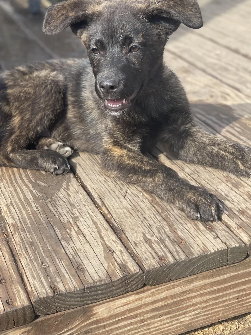 A baby medium-sized female German Shepherd Dog dog named Eya for adoption in Northlake, IL