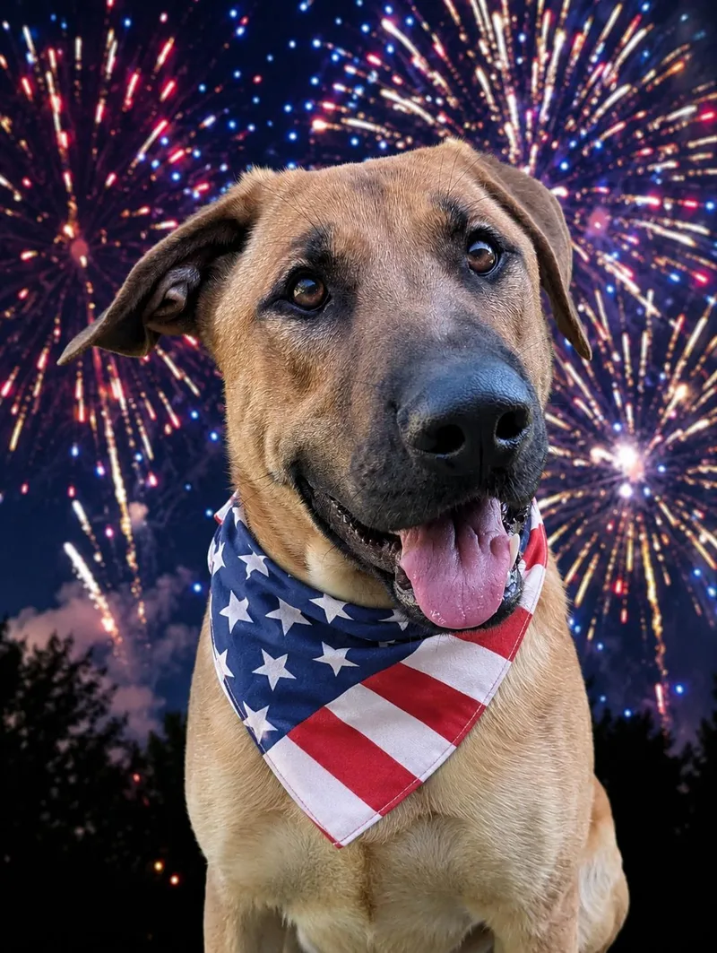 A young large-sized male Bicolor Labrador Retriever dog named Archer for adoption in Leesburg, AL