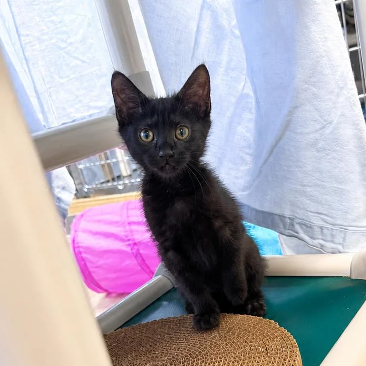 A baby small-sized female Black Domestic Short Hair cat named Cyanide for adoption in Wilmington, DE