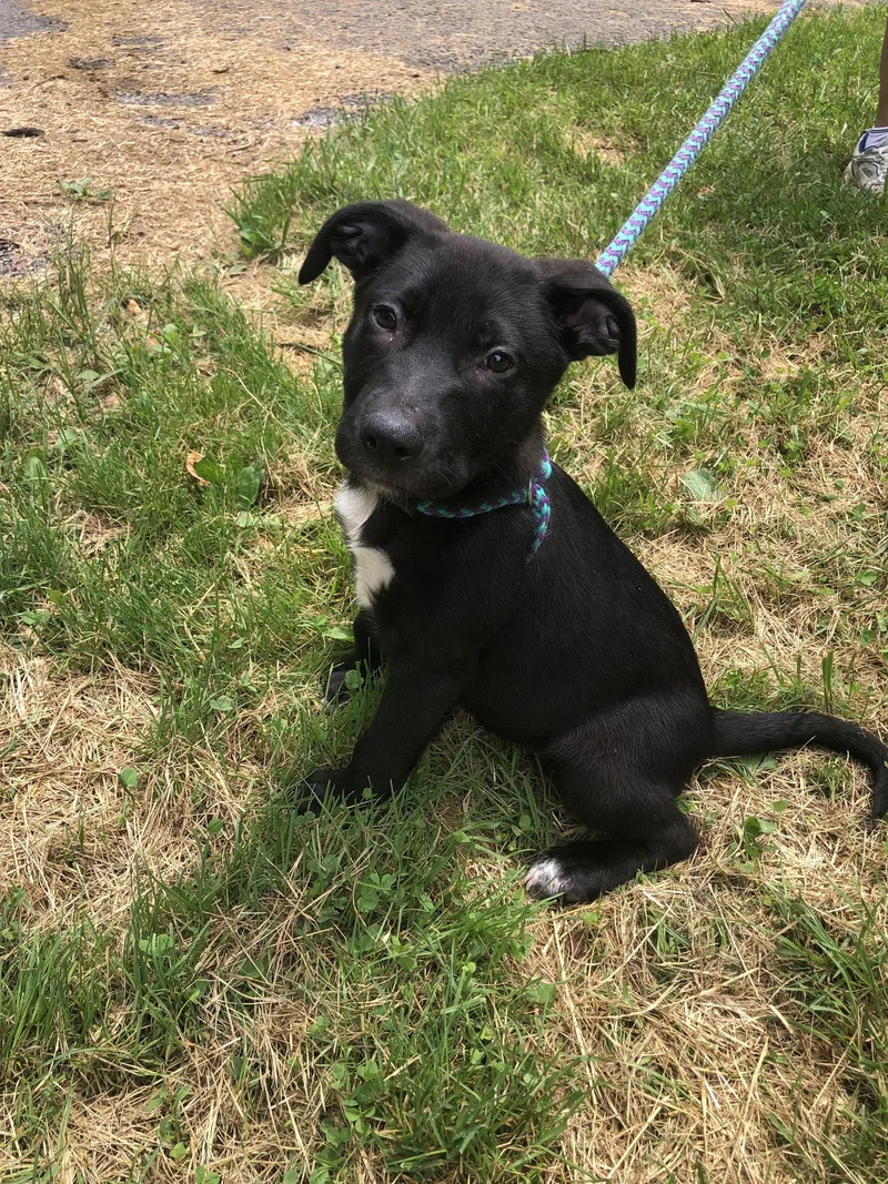 A baby large-sized male Pit Bull Terrier dog named Feta for adoption in Elkins, WV