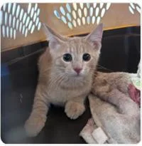A baby medium-sized male Domestic Short Hair cat named Tiny for adoption in West Chester, PA