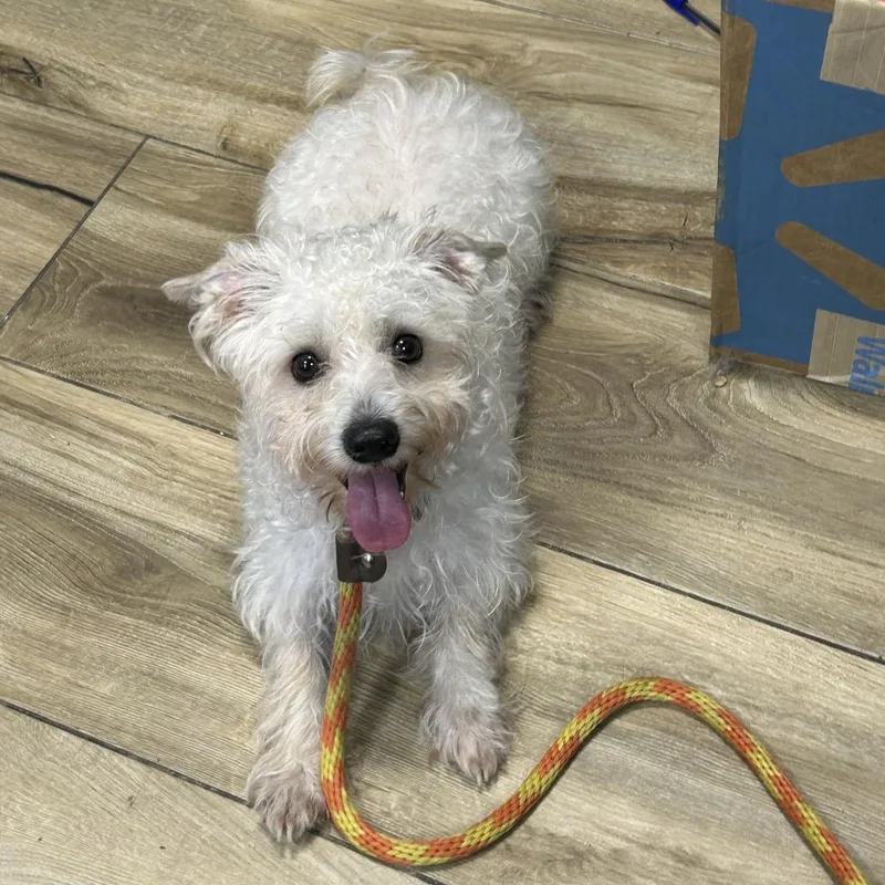A young small-sized male White / Cream Mixed Breed dog named Jake for adoption in Newark, NJ