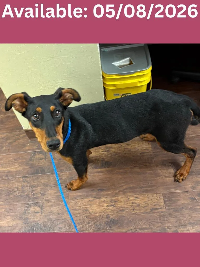 A baby medium-sized female Doberman Pinscher dog named Dog Kennel  Freya for adoption in Greenville, TX