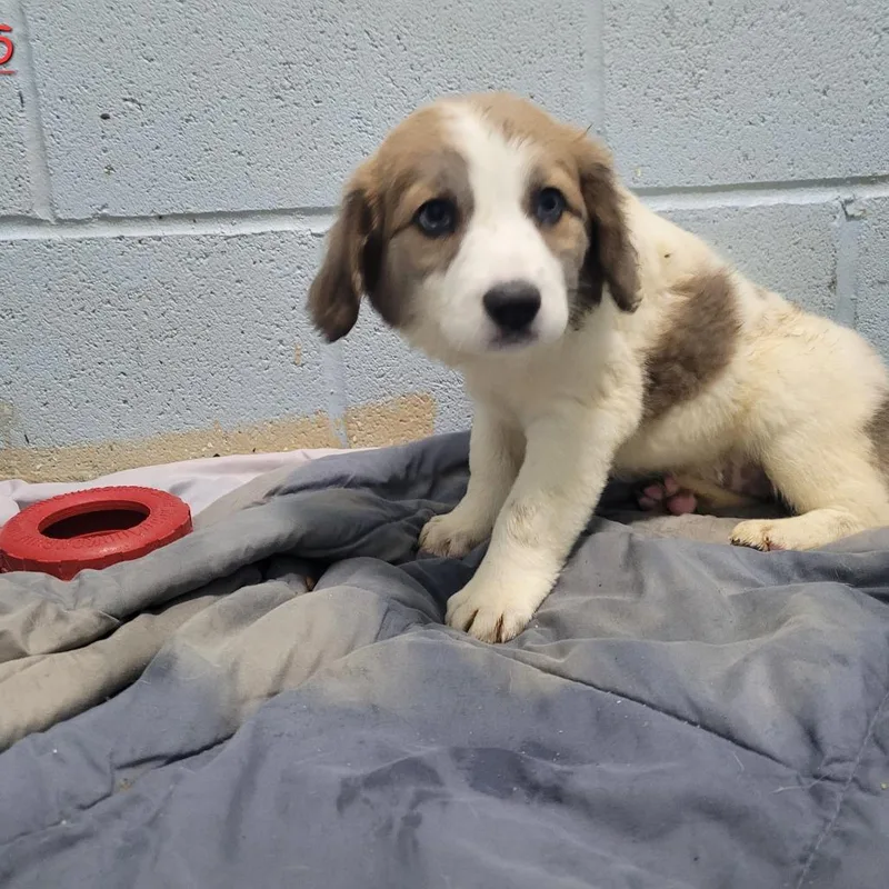 A baby medium-sized female White / Cream Mixed Breed dog named Gabrielle for adoption in LOXAHATCHEE, FL