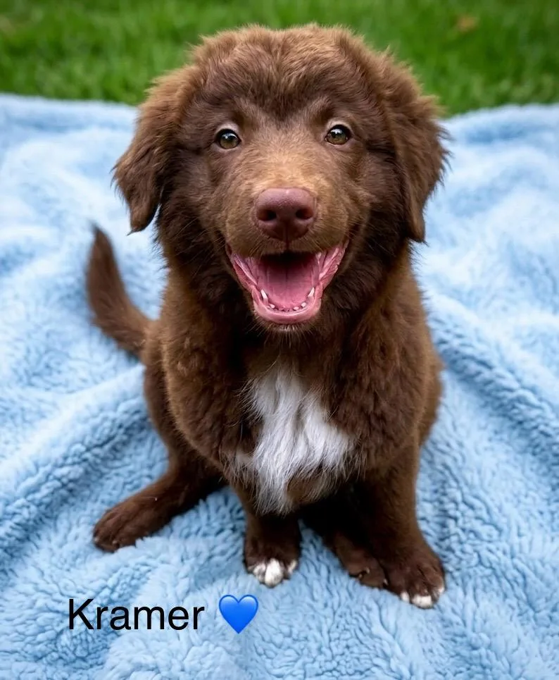 Kramer thumbnail 3