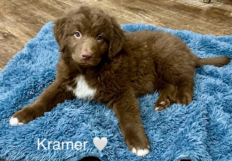 Kramer thumbnail 5
