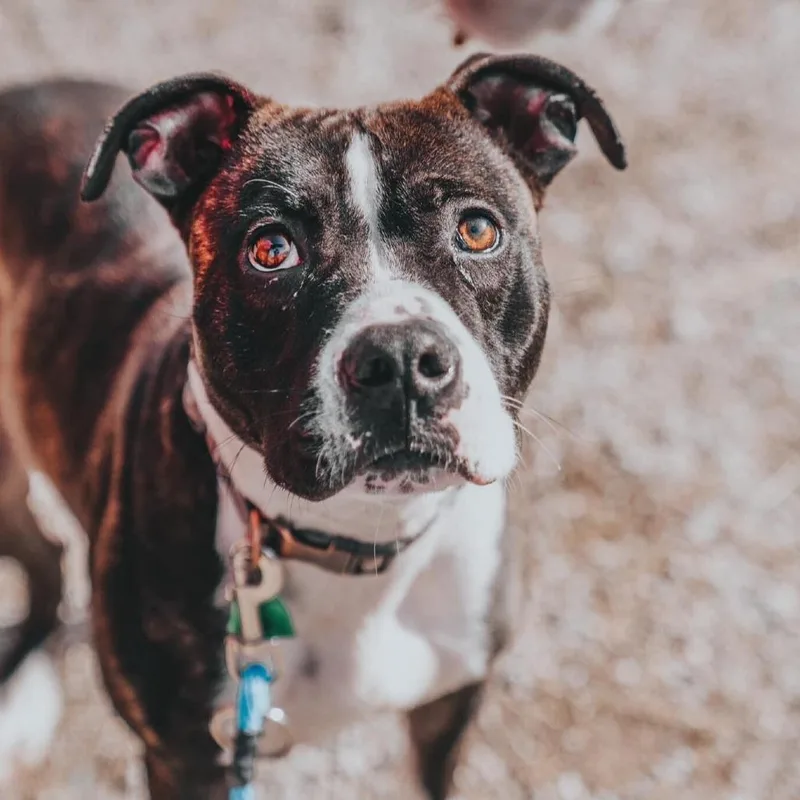 Clarence thumbnail 3