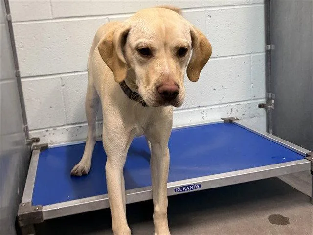 An adult medium-sized female Labrador Retriever dog named Juneau for adoption in Tavares, FL