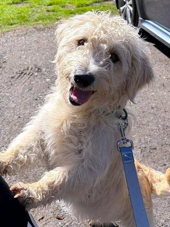 A young medium-sized male Yellow / Tan / Blond / Fawn Poodle dog named Moose for adoption in Bedford Hills, NY