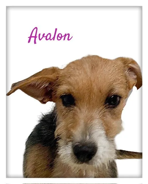 Avalon