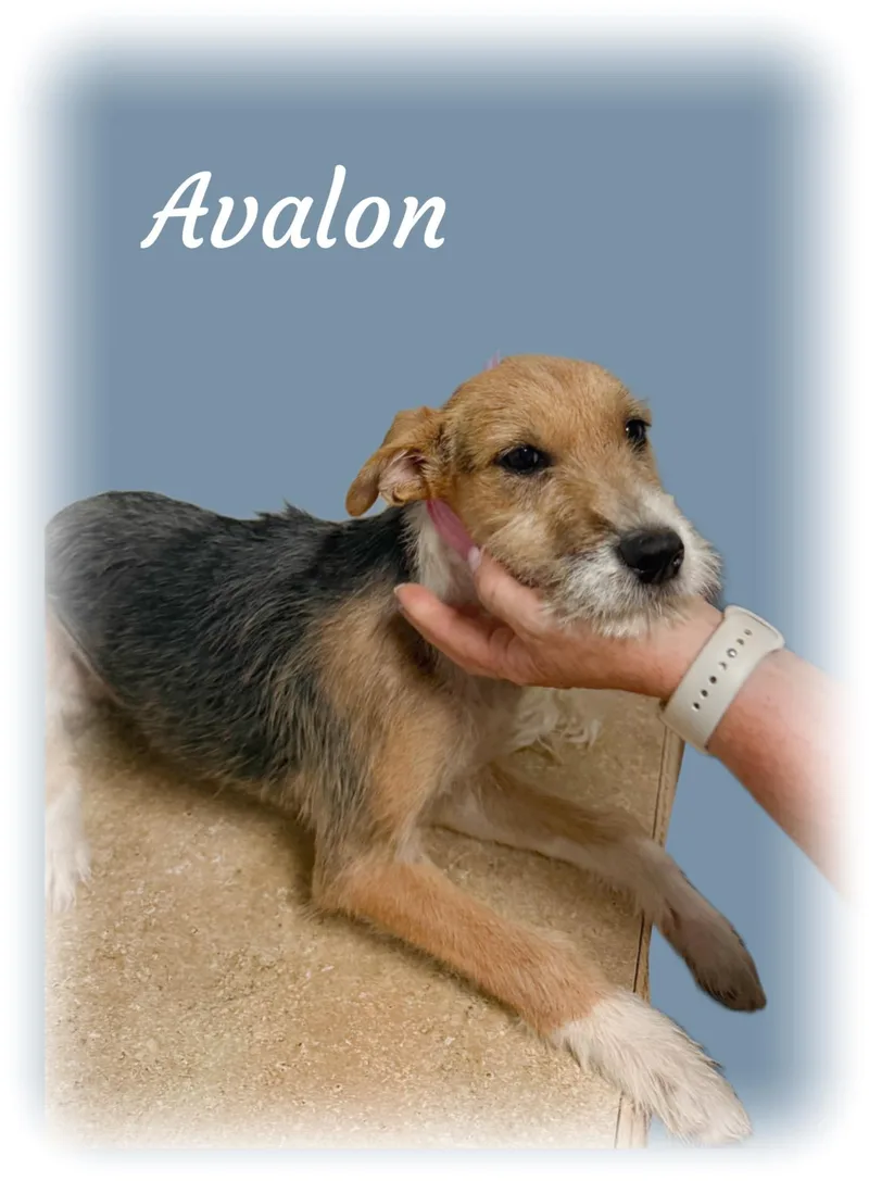 Avalon thumbnail 3