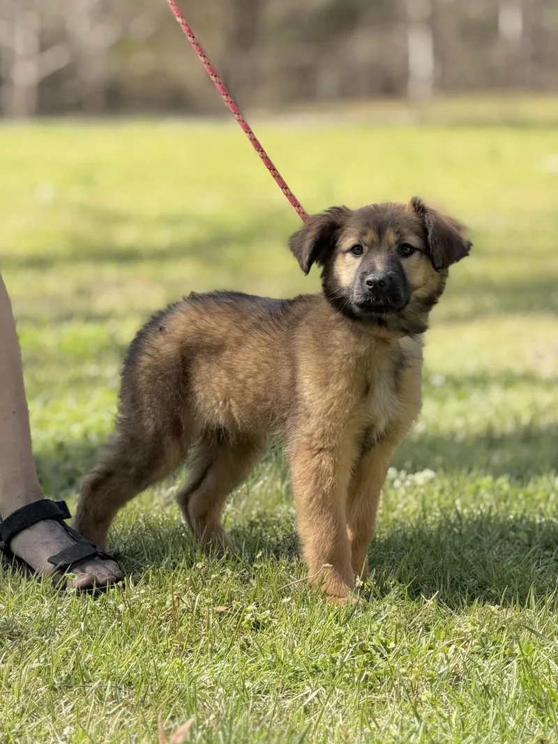 A baby small-sized female Shepherd dog named Paddy for adoption in Locust Fork, AL