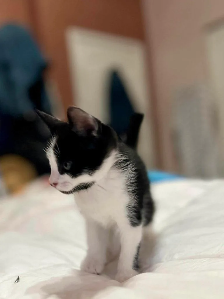 Jasmine thumbnail 5