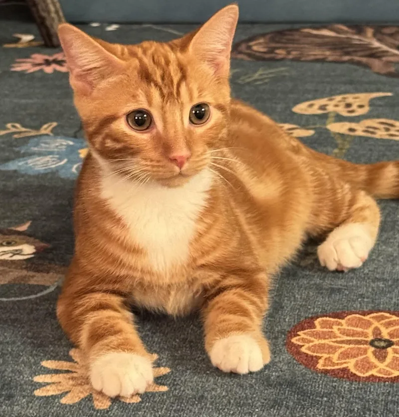 A baby medium-sized male Domestic Short Hair cat named Jasper for adoption in Cranford, NJ