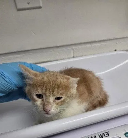 A baby small-sized male Orange / Red Domestic Short Hair cat named Mopple for adoption in Oakland, CA