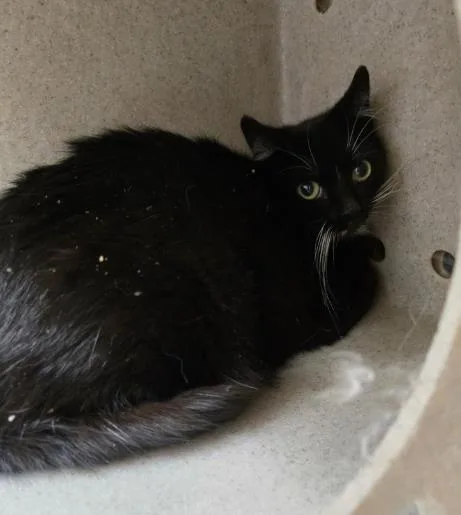 A young medium-sized female Domestic Short Hair cat named Hunni for adoption in Ogden, UT