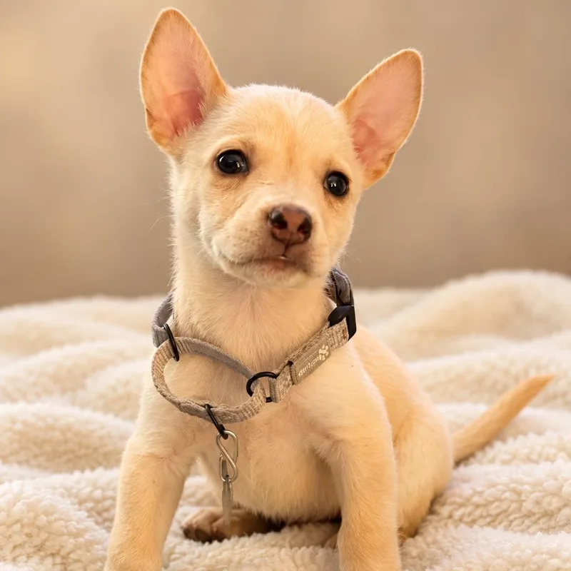 A baby medium-sized male Husky dog named Jupiter for adoption in Houston, TX